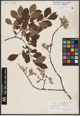 Salix aurita L. x Salix cinerea L.